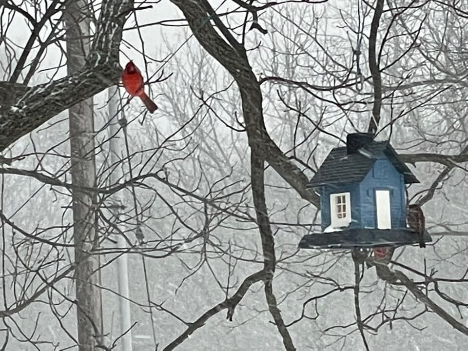 Cardinal